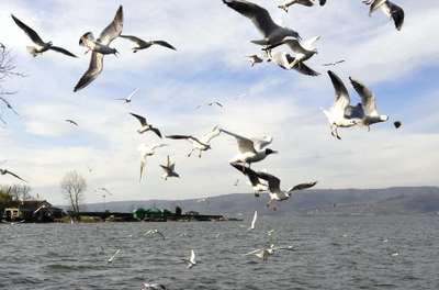 Martıların havada ekmek kapma savaşı