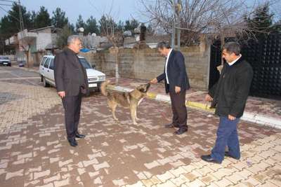 TERS BACAKLI SAHİPSİZ KÖPEK AMELİYAT ETTİRİLECEK