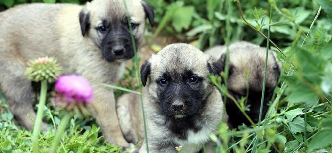 Kadınlar köpekleri daha iyi anlıyor