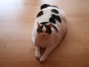 11 kiloluk Pamuk'a diyet uygulanacak