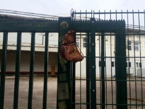 Camiye domuz kafası bırakıldı