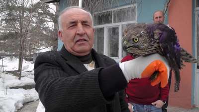 Yaralı şahini avcılar kurtardı