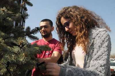 Diktikleri fidanlara siyah kurdele bağlayıp, kadına şiddete tepki gösterdiler