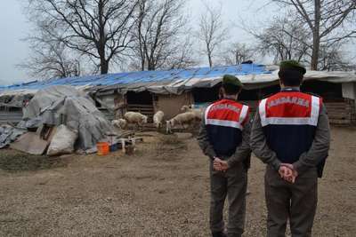 ​Jandarma, koyun hırsızlarını hoparlör parçasından buldu