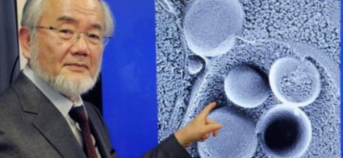 Nobel Tıp Ödülü Japon Yoshinori Ohsumi’nin
