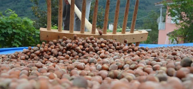 1 kilo fındık getirene 1 maç bileti