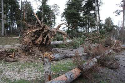 Lodos, Bolu ve Düzce'de 23 bin 146 ağacı devirdi