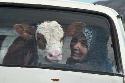 Hasta buzağıyı otomobille veterinere götürdüler
