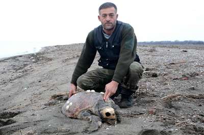 KARACABEY SAHİLİNDE CARETTA CARETTA ÖLÜSÜ BULUNDU
