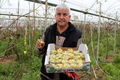ERKENCİ ERİK, KİLOSU 100 LİRADAN İSTANBUL'A SATILDI