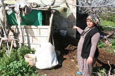 Sütünü satarak çocuklarını okuttuğu ineği çalıp kestiler
