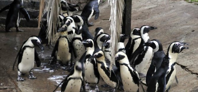 Penguenlere özel alt geçit