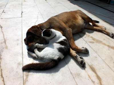 Köpek, kedi yavrusunu emziriyor