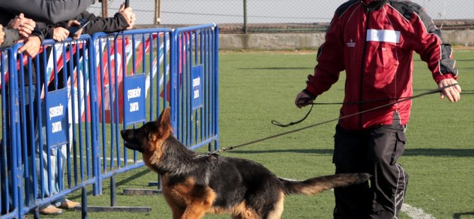 Alman Çoban Köpekleri Türkiye Şampiyonası yapıldı