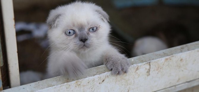 Evde terk edilen kediler birbirini yedi