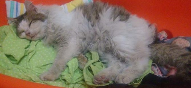 Manisa'da kediye tecavüz