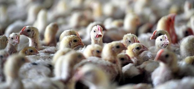 Alman besiciler fazla antibiyotik kullanıyor