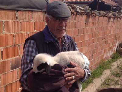 Evinde biberonla beslediği kuzusuna bebek bezi bağladı