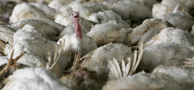 İngiltere'de kuş gribi vakası görüldü