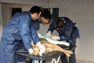 Yaralı köpek 3 saatlik ameliyatın ardından sağlığına kavuştu