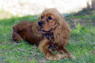 Köpek 'Zilli' çalındı, yavruları annesiz kaldı