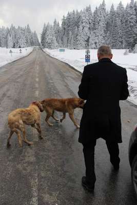 Aladağ'a terk edilen köpekler soğuktan ve açlıktan öldü
