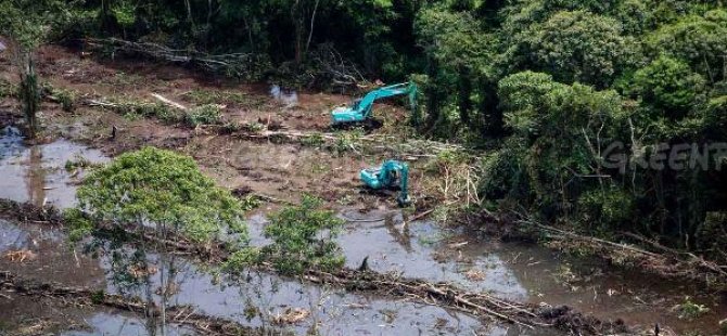 Greenpeace: Almanya kadar yağmur ormanı yok edildi