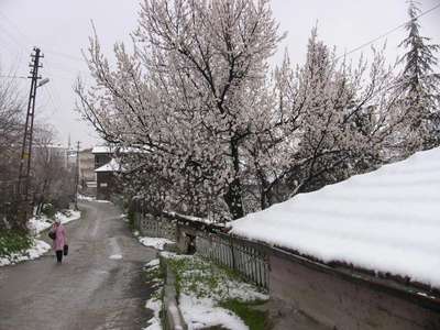 Beypazarıda çiçek açan meyve ağaçları kar altında kaldı