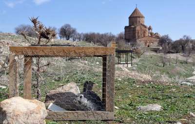 Akdamar Adası'ndaki tavşanlar toplanıyor