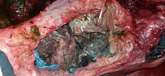Balinanın midesinden 30 plastik poşet çıktı
