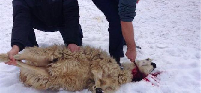 Hamile kadını yaralayan sürücü, kurban kesip ceza almaktan kurtuldu