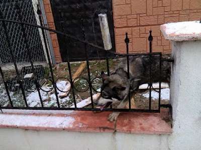 Korkuluklara kafası sıkışan köpeği itfaiye kurtardı