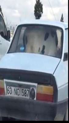 Otomobilde inek taşıdılar