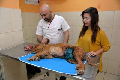 'Kuki'den 900 gram ur alındı