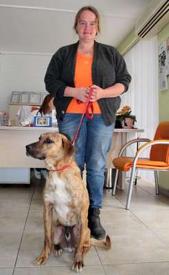 Alanya'da zehirlenen 3 köpek telef oldu