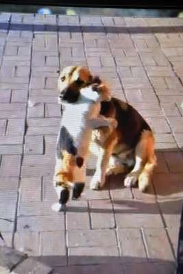 Kedi ile köpeğin dostluğu