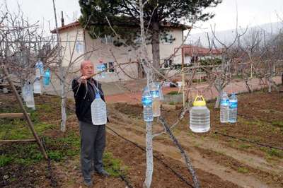 Daha fazla verim için kiraz ağaçlarına su dolu pet şişe astı
