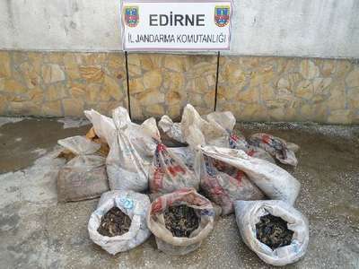 Enez’de 1 ton kaçak deniz patlıcanı ele geçirildi