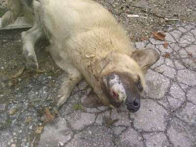 Tire'de 3 köpek ve 2 kedi zehirli yiyecekle itlaf edildi