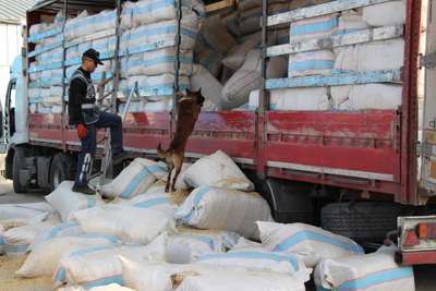 Saman çuvalları arasından 200 bin paket kaçak sigara çıktı