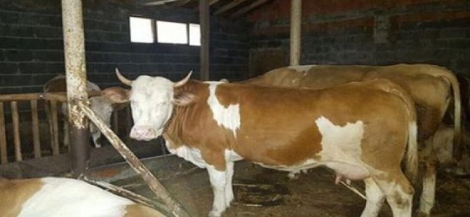'Hollanda'ya tepki' olarak ineğini kesecek