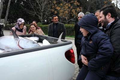 Çanakkale'de ağlara takılan 20 orkinosa el konuldu