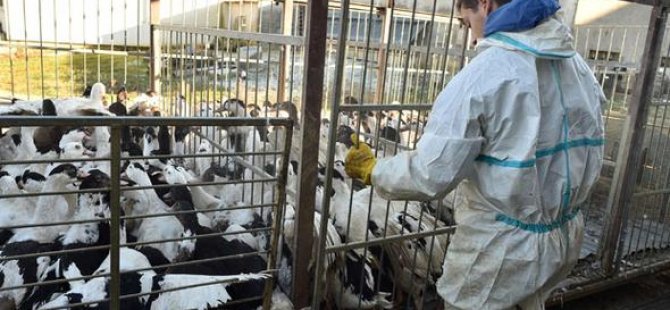 Fransa alarma geçti: Tüm kanatlı hayvanlar yasaklandı