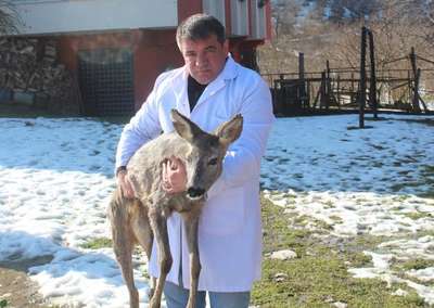 Ordu'da orman köylerinden göç, karacalara yaradı