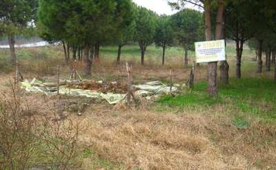 Gelibolu ormanlarında çam kese böceklerine karşı umut yok