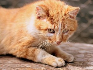 Köşke giren kedi