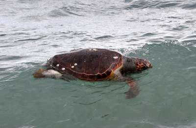 Bodrum'da ölü caretta caretta bulundu