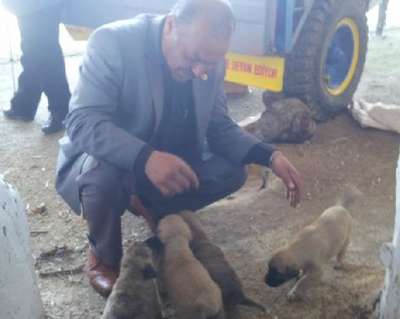Muhtar, sahipsiz köpeklere sahip çıktı