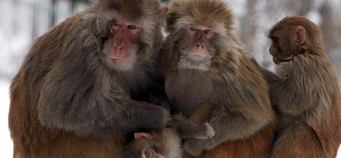 Çinli bilim insanları maymun klonladı