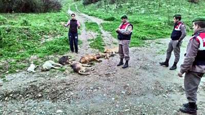 Zehirli sakatatla 7 köpek telef edildi